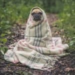 Mops Hund Haustier Tier Niedlich Verpackt Decke