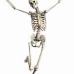 Skelett Weiblich Endoskelett Skelet Innenskelett