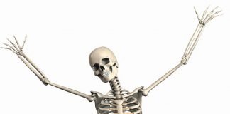 Skelett Weiblich Endoskelett Skelet Innenskelett