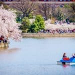 Cherry Blossoms Tidal Basin