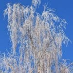 Blauer Himmel Baum Winter Frost Raureif Natur