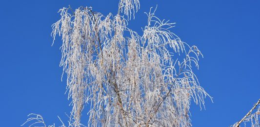 Blauer Himmel Baum Winter Frost Raureif Natur