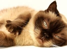 Schwangerschaft und Toxoplasmose Britisch Kurzhaar Katze Haustier Mieze Britisch