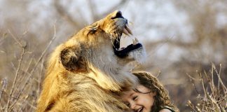 Löwe Brüllen Afrika Tier Wildkatze Wild Katze