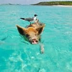 Staniel Cay Schwimmen Schwein Möwe Fisch Exumas