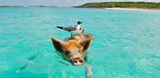 Staniel Cay Schwimmen Schwein Möwe Fisch Exumas