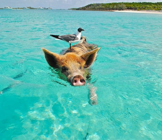 Schweinegrippe – Impfen ja oder nein Staniel Cay Schwimmen Schwein Möwe Fisch Exumas