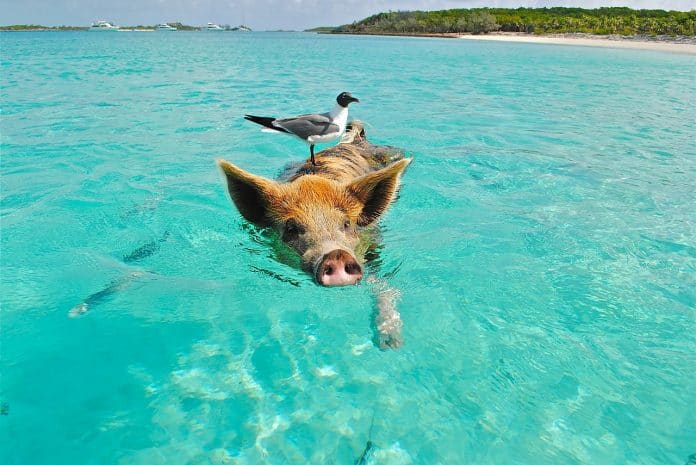 Staniel Cay Schwimmen Schwein Möwe Fisch Exumas
