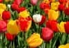 Dein Garten – Dein Reich Tulpen Blumen Bunt Farbenprächtig Frühlingsblumen