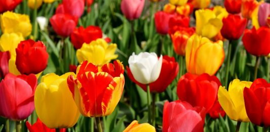 Tulpen Blumen Bunt Farbenprächtig Frühlingsblumen