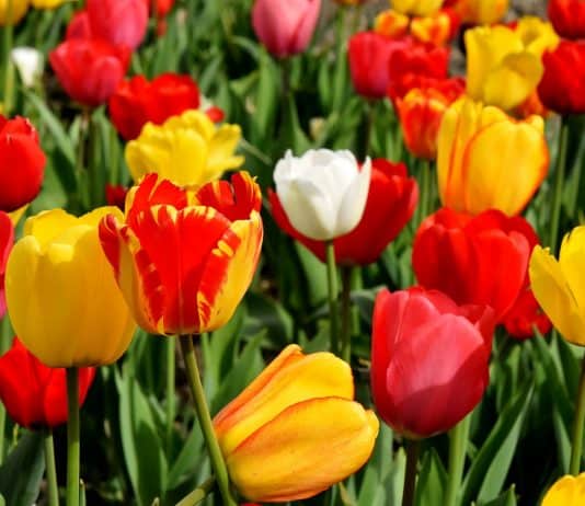 Tulpen Blumen Bunt Farbenprächtig Frühlingsblumen