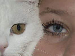 Augen Katze Gesicht Mädchen Menschlichen Katzen