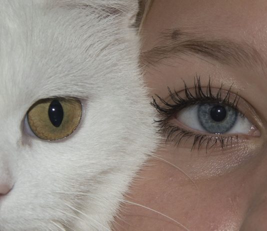 Augen Katze Gesicht Mädchen Menschlichen Katzen
