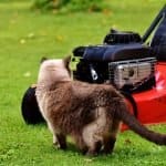 Rasenmäher Katze Neugierig Rasen Wiese Hauskatze