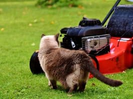 Rasenmäher Katze Neugierig Rasen Wiese Hauskatze