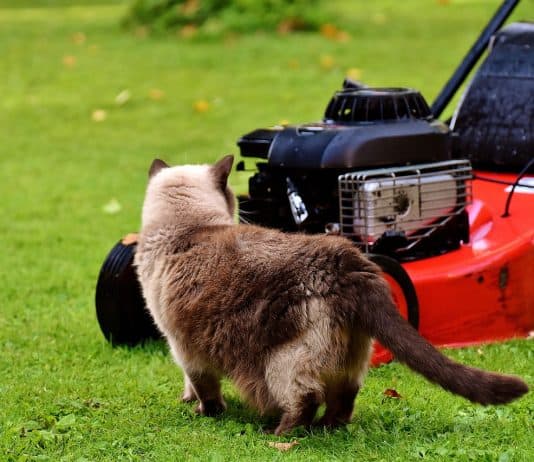 Rasenmäher Katze Neugierig Rasen Wiese Hauskatze