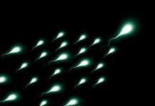 Jod macht fruchtbar Sperium Sperma Spermien Gewinner Sieger Erster