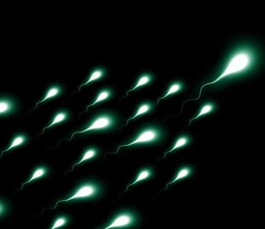 Sperium Sperma Spermien Gewinner Sieger Erster
