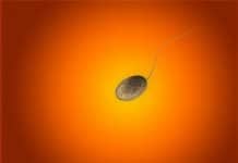 Familienbett und Sexualleben der Eltern Sperium Sperma Spermien Dunkel Gewinner Sieger