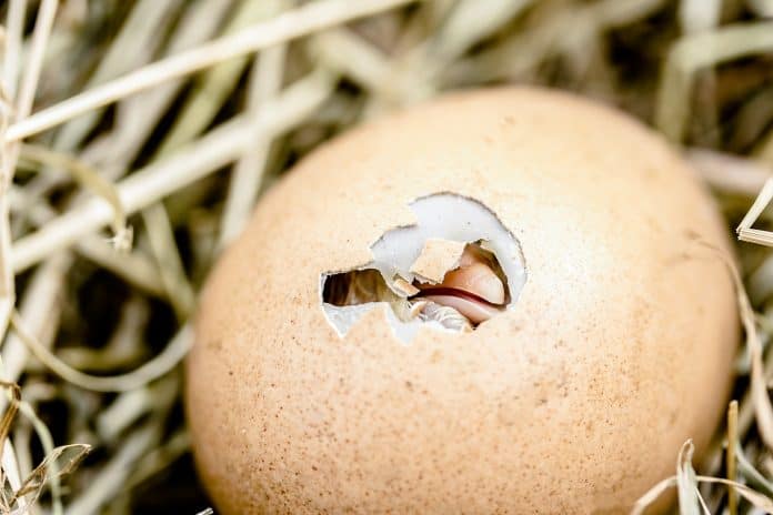 Schlüpfendes Küken Eierschale Durchbrechen Schnabel