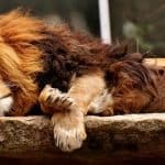 Löwe Raubtier Schlafen Gefährlich Mähne Raubkatze