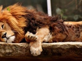Löwe Raubtier Schlafen Gefährlich Mähne Raubkatze