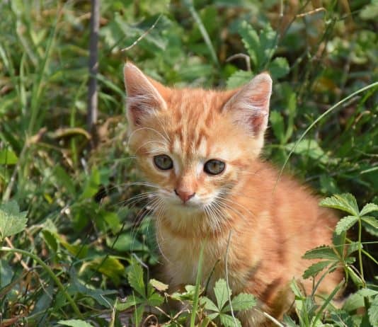 Katze Junge Katze Verspielt Haustier Rot Weiß