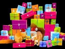 Emotionen Weihnachten Weihnachtszeit Geschenke
