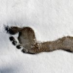 Eisfüße adé Fußabdruck Nackten Fuß Fuß Gliederung Schnee Kälte