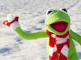 Kermit Frosch Schneeball Werfen Schnee Winter