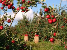 Apple Obstgarten Apfelbäume Rot Grün Leiter Ernte