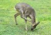 Juckreiz Reh Garten Kratzen Jucken Wildtier
