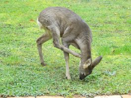 Reh Garten Kratzen Jucken Wildtier