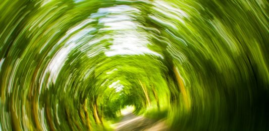 Bäume Weg Natur Wirbel Drehen Schwindelig
