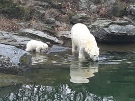 Eisbärbaby Berlin – Premiere im Tierpark Berlin – Bilder Eisbären Baby im Tierpark Berlin (Foto Hans-Peter Gaul)