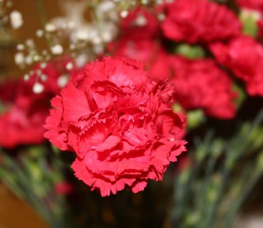Herzlichen Glückwunsch zum Internationalen Frauentag nelke blume nelken rote blumen blumen