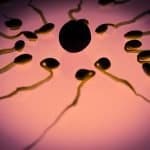 spermien eizelle befruchtung geschlechtszelle