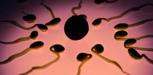 spermien eizelle befruchtung geschlechtszelle