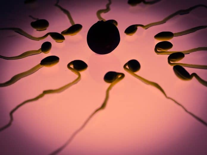 spermien eizelle befruchtung geschlechtszelle