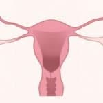 4. SSW gebärmutter eierstock ovarien gynäkologie