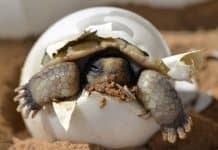 Eure Erfahrungen mit Geburtseinleitungen Wüstenschildkröte Schraffur Baby Jungtier Schale