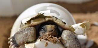 Wüstenschildkröte Schraffur Baby Jungtier Schale