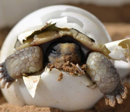 Eure Erfahrungen mit Geburtseinleitungen Wüstenschildkröte Schraffur Baby Jungtier Schale