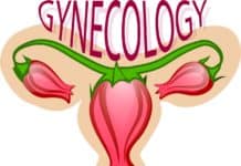 Gebärmutter-Transplantation verhilft zum Babyglück Gynäkologie Blume Die Gebärmutter Die Eierstöcke