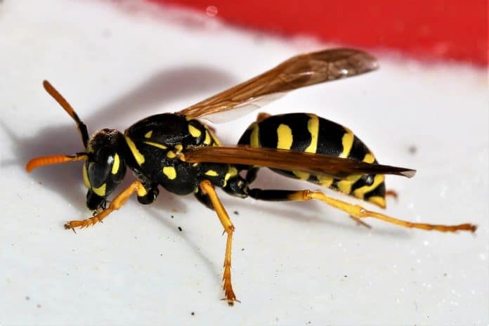 Natur Wespe Insekt Faltenwespe Feldwespe Nützling