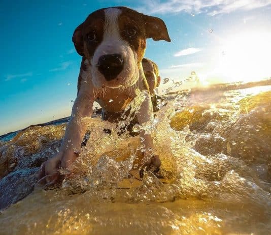 Mit dem Haustier in den Urlaub