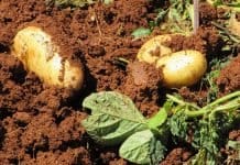 Erntezeiten für Freilandware Kartoffeln Ernte Bauernhof Gemüse Landwirtschaft