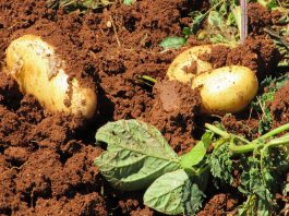 Kartoffeln Ernte Bauernhof Gemüse Landwirtschaft