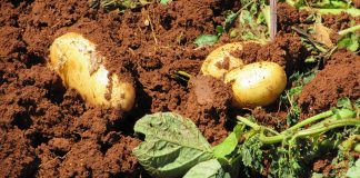Kartoffeln Ernte Bauernhof Gemüse Landwirtschaft