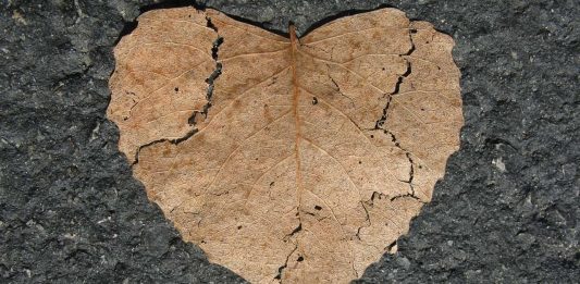 Herz Gebrochen Naturliebe Form Blatt Herbst